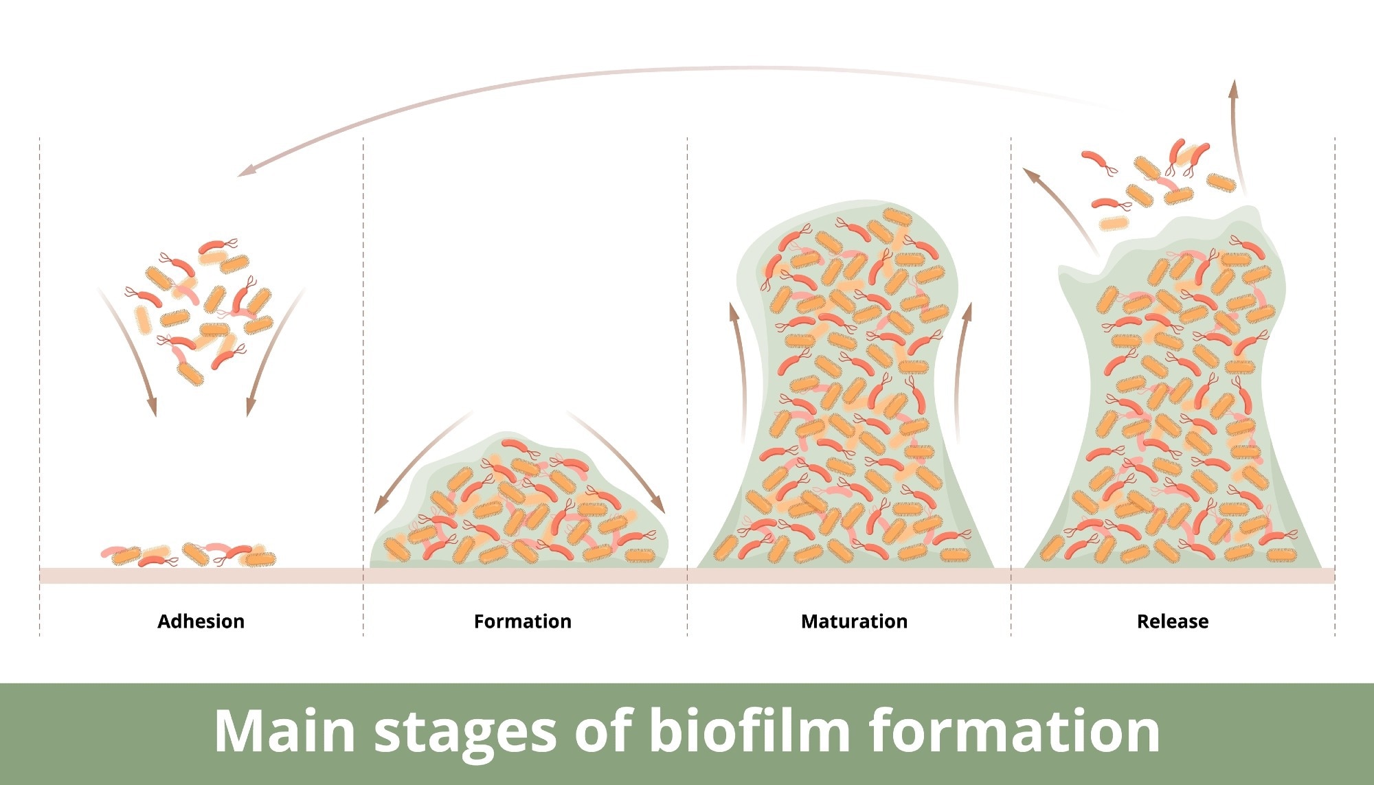 Main stages of biofilm formation.