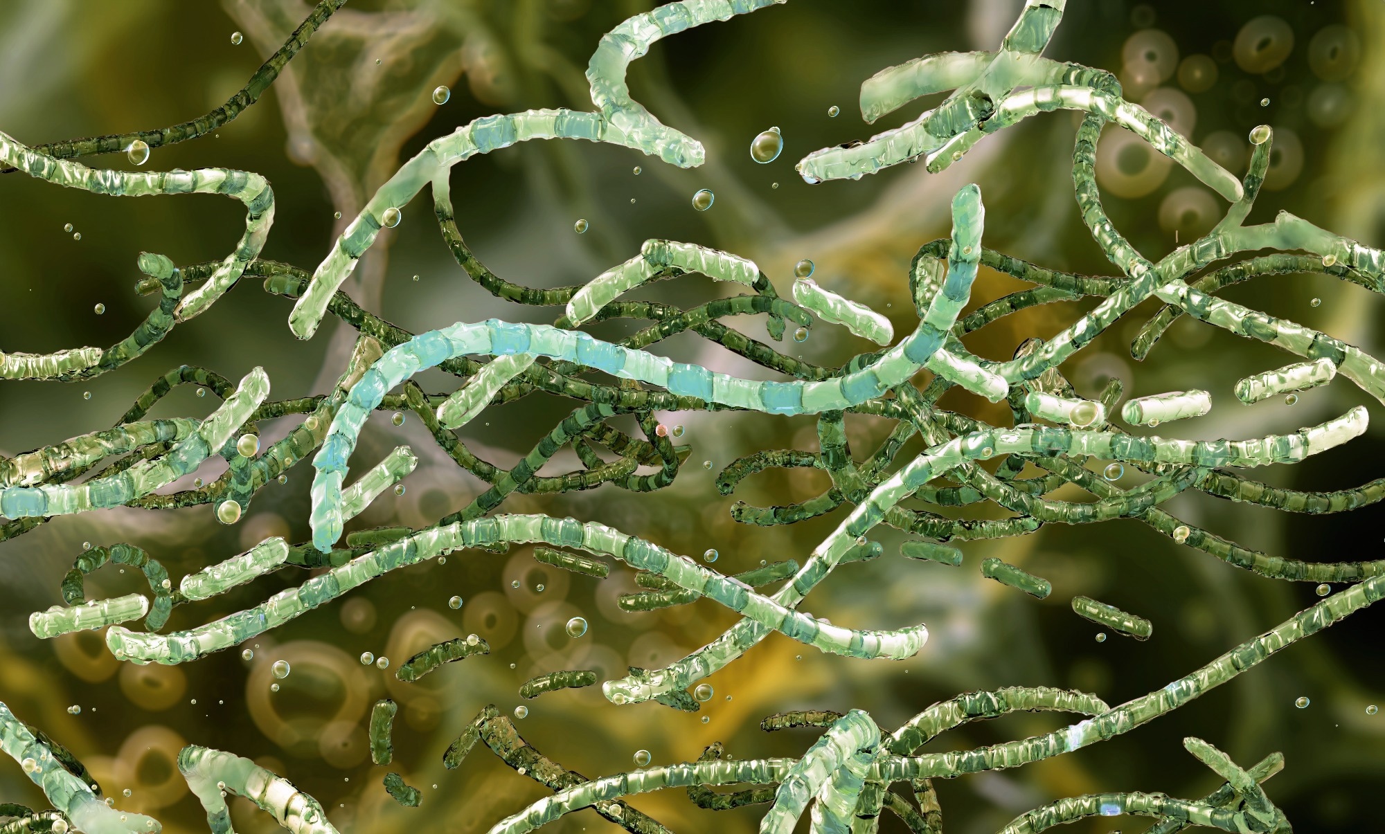 Bacillus cereus, gram-positive, spore-forming bacterium found in soil, food.