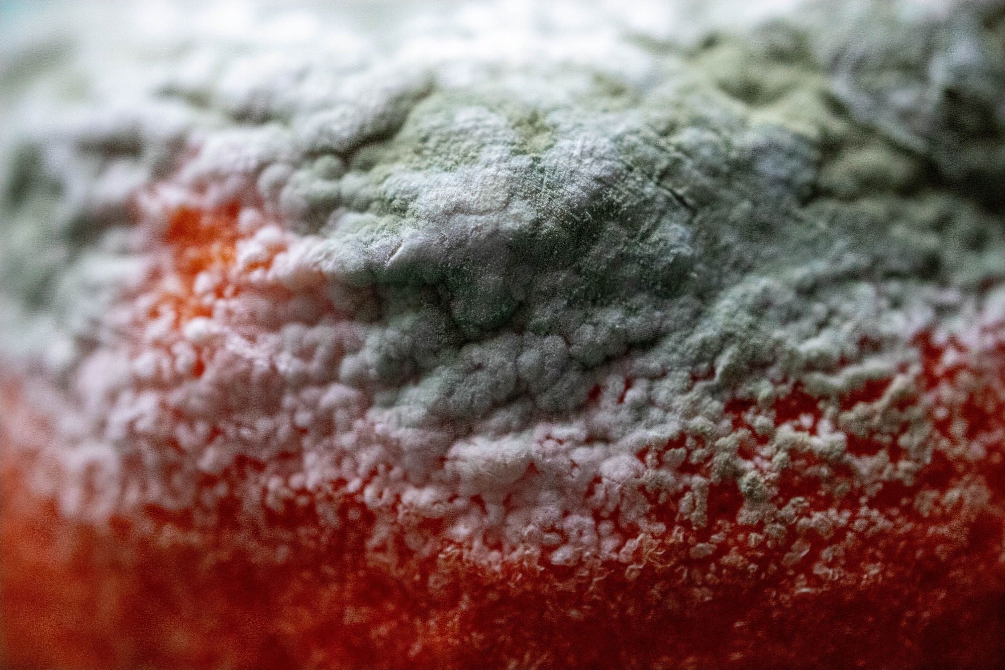 Extreme close up of mold growing on orange peel.