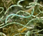How Foodborne Pathogens Survive Food Processing and Preservation