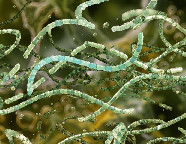 How Foodborne Pathogens Survive Food Processing and Preservation