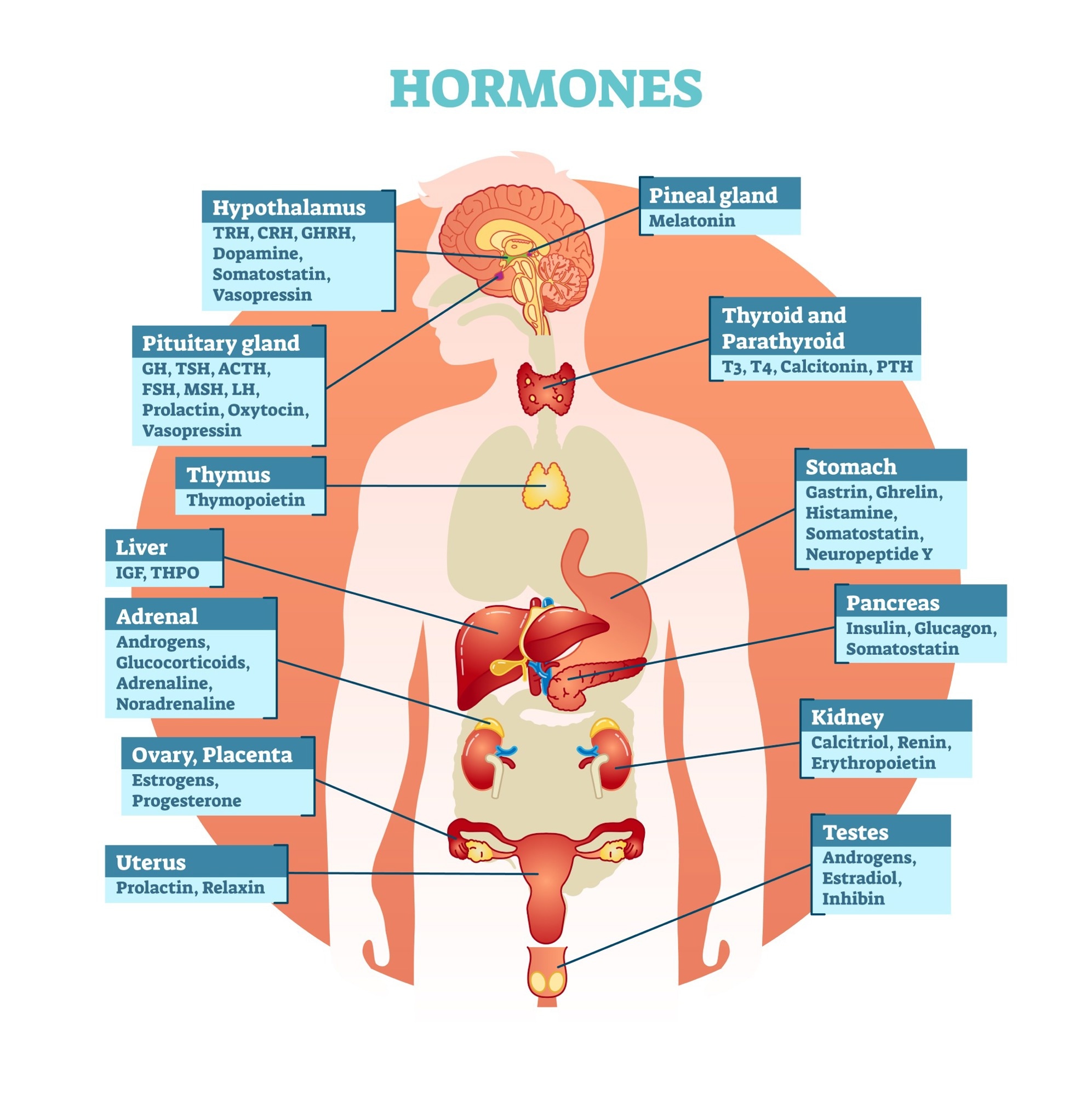 Endocrine System Organs List 640x715 Endocrine System Organs List 640x715