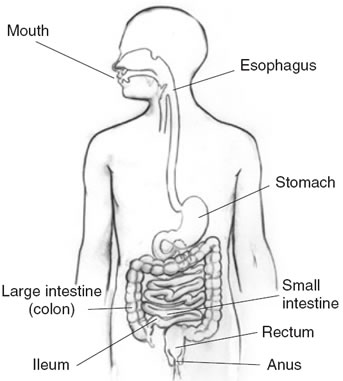 The digestive system