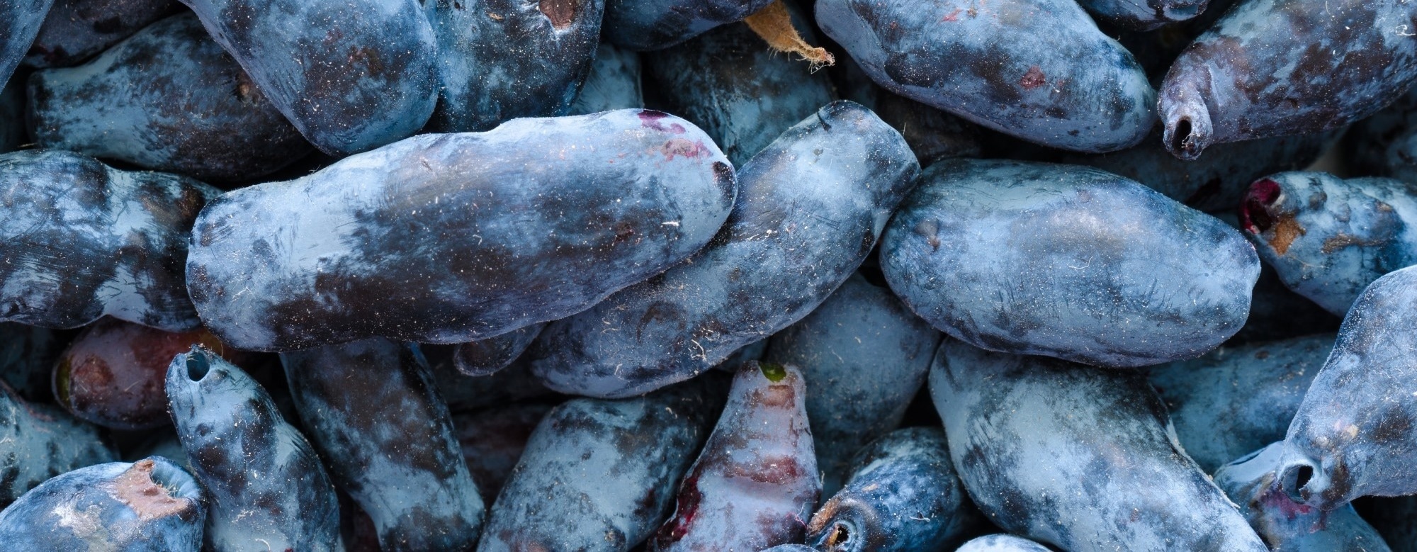 Haskap Berry Benefits: Anthocyanins, Brain Health, and Cardiovascular Effects