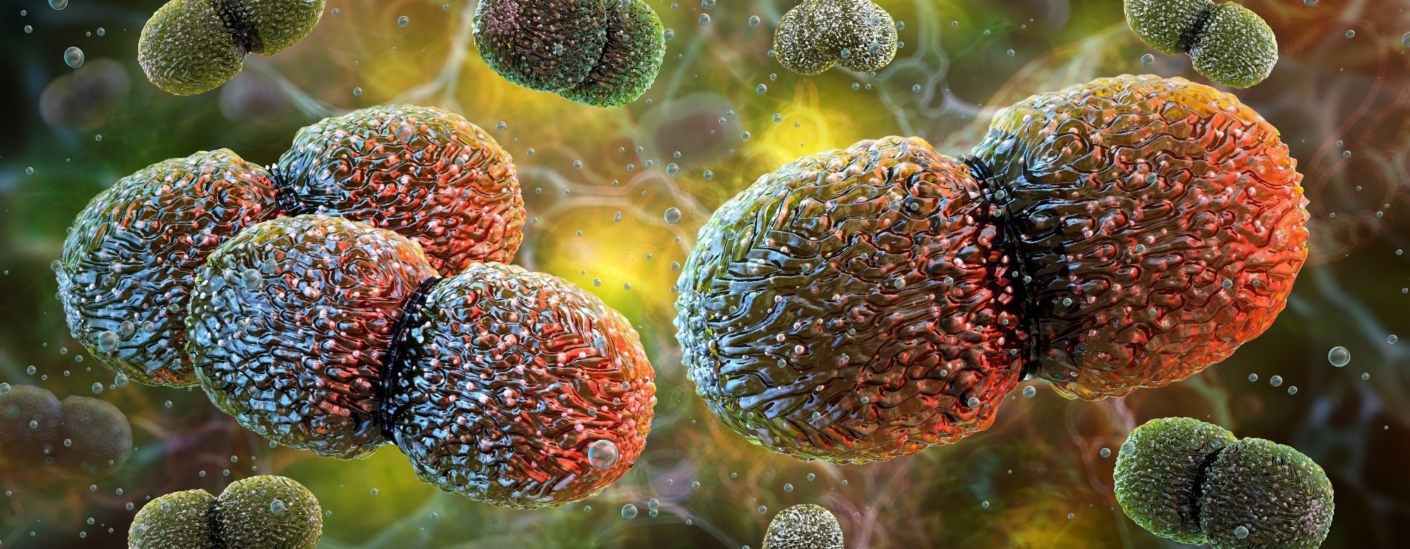 Scientists show gut bacteria can reach the brain in mice and reveal a potential vagus nerve pathway