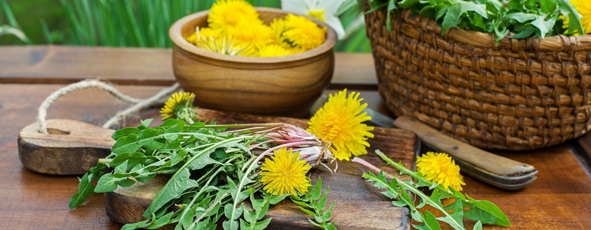 Dandelion leaves boost brain-protective compounds after digestion