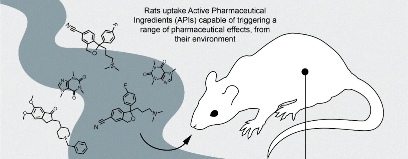 What medicine-exposed rats reveal about the next urban zoonotic threat