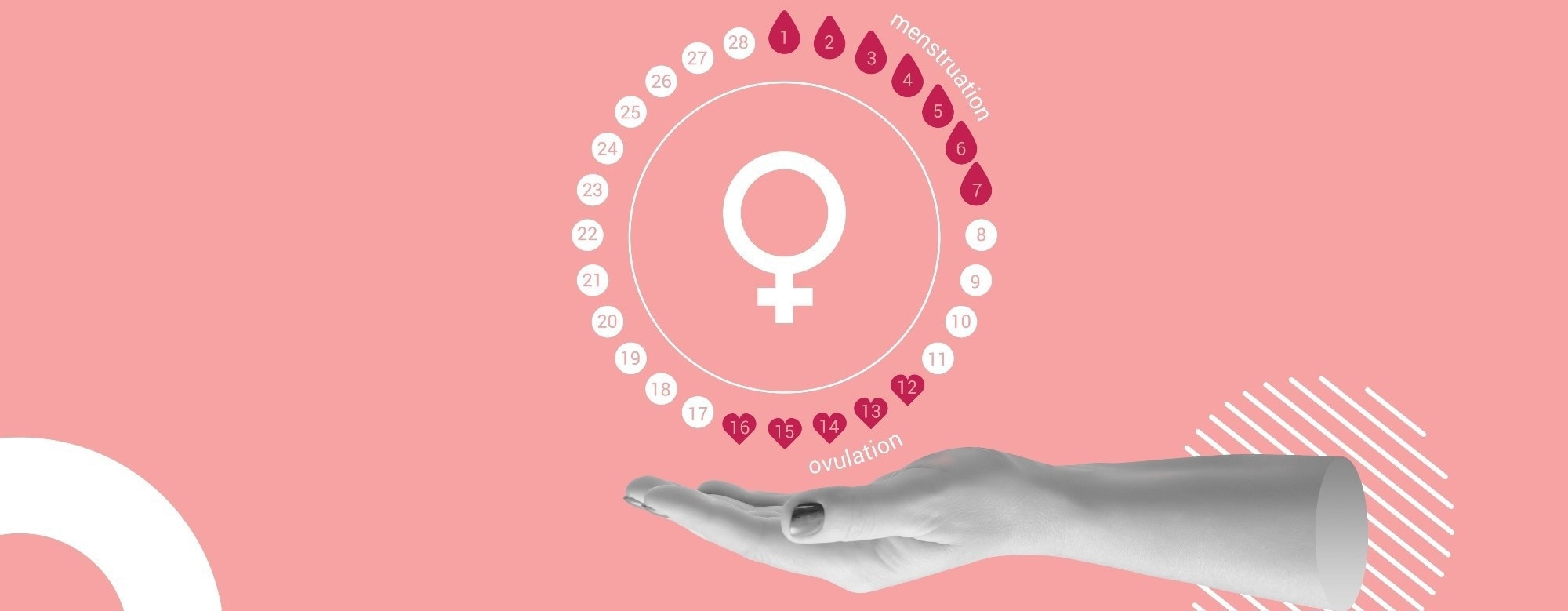 Estradiol changes may shape how much women move during the menstrual cycle
