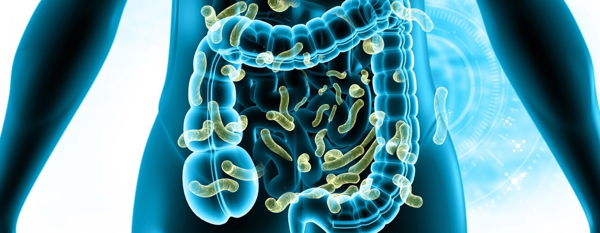 Gut microbes emerge as potential players in estrogen-driven cancers