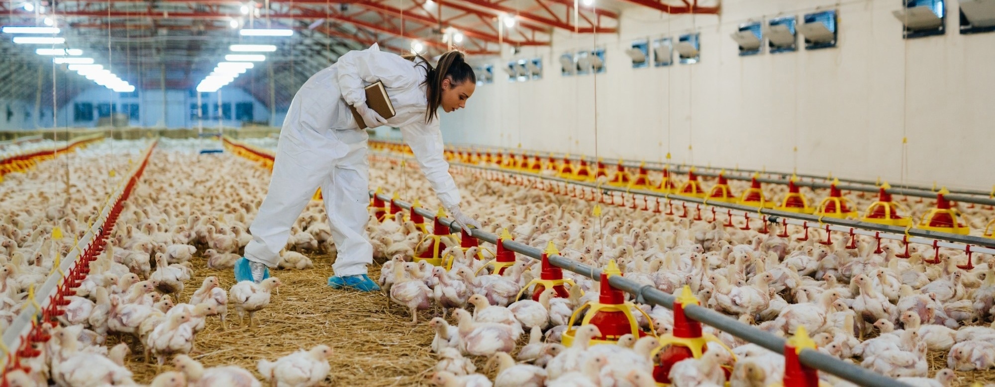H5N1 infections remain rare among workers exposed to infected birds