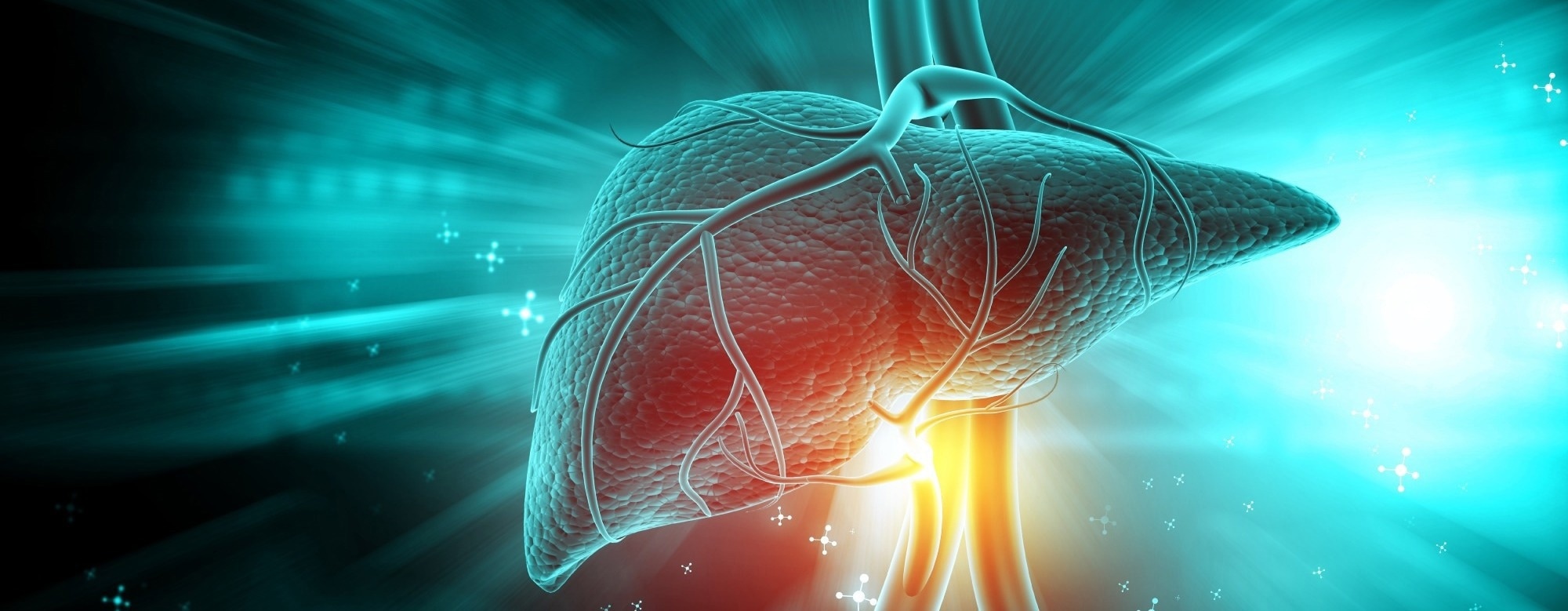 The scale told a similar story across three diets. The liver told a different one
