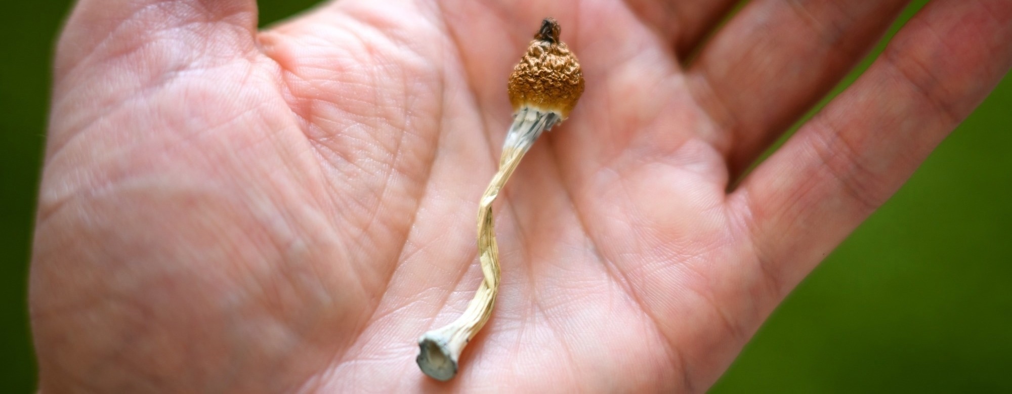 Psilocybin microdosing sounds promising, but the strongest studies tell a different story