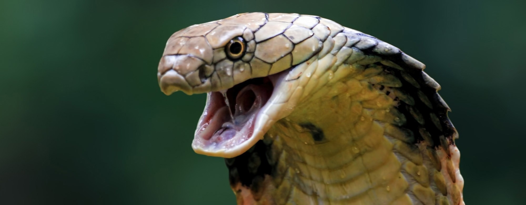 Researchers mine cobra toxins to uncover a membrane-disrupting antimicrobial peptide