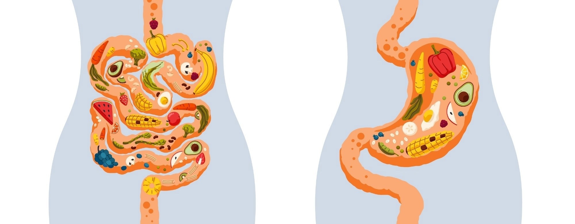 Body fat distribution may influence hunger hormones more than daily diet