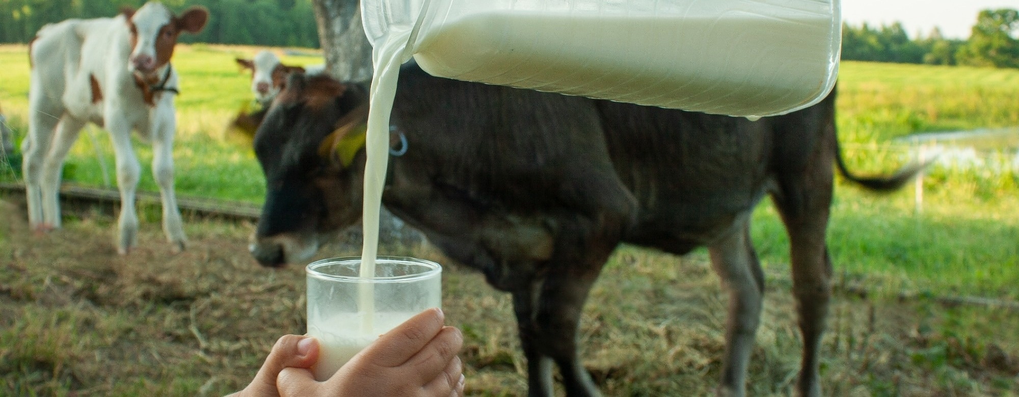 Think raw milk is better for you? Pediatricians have a warning