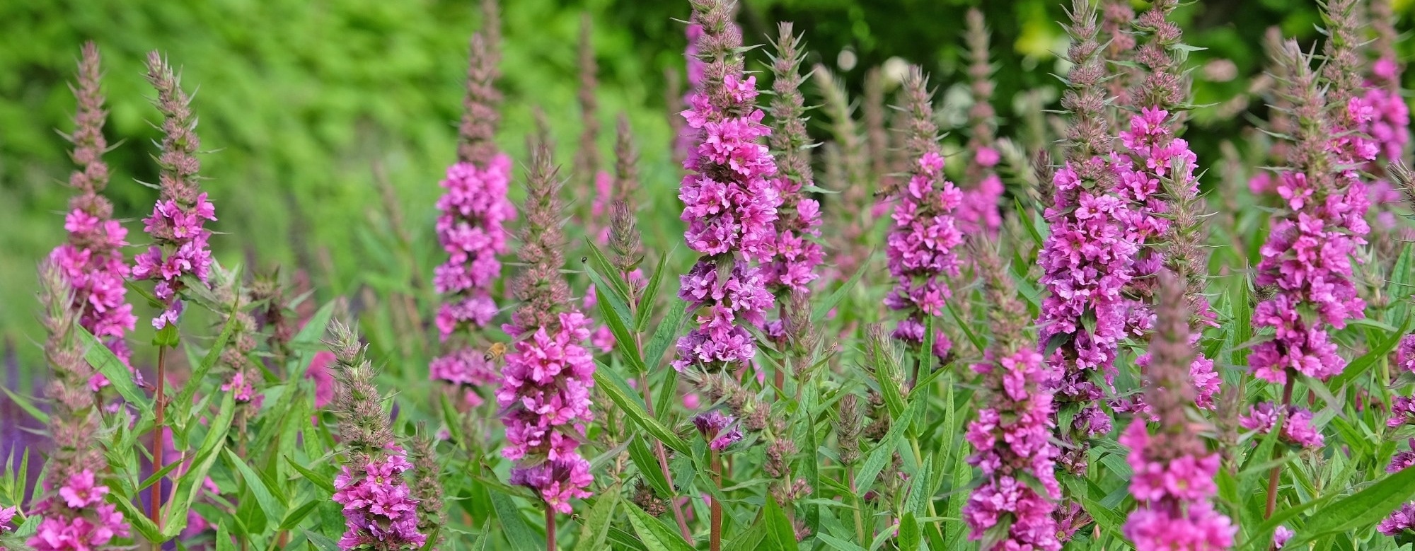 Could this flowering plant help people lose body fat?