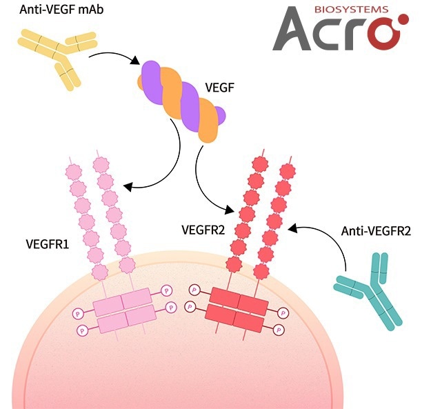 VEGF: A consistent target for antitumor therapy