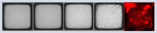 How to accelerate the use of iPSCs in drug development