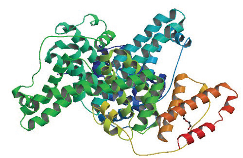 Structure of bovine serum albumin protein (Bujacz, 2012)