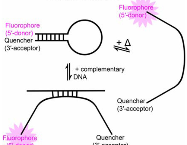 Investigating the fluorescence behavior of molecular beacons