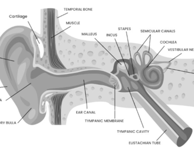 The role of endoscopy in ear disorders
