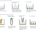 Optimizing cytotoxicity assays with incucyte imaging technology