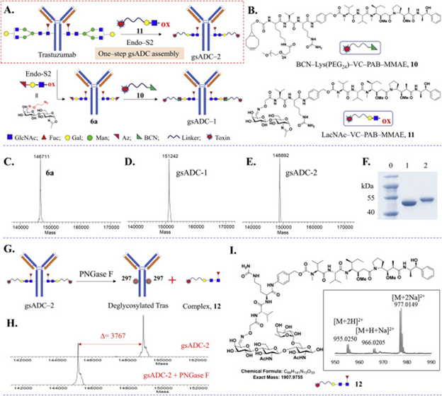Synthesis of glycosite-specific ADCs using LacNAc-based substrates