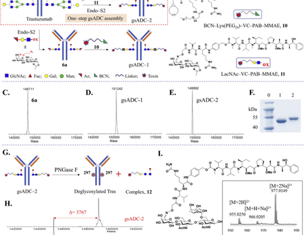 How CDMOs Drive Higher ADC Manufacturing Yields in One Step
