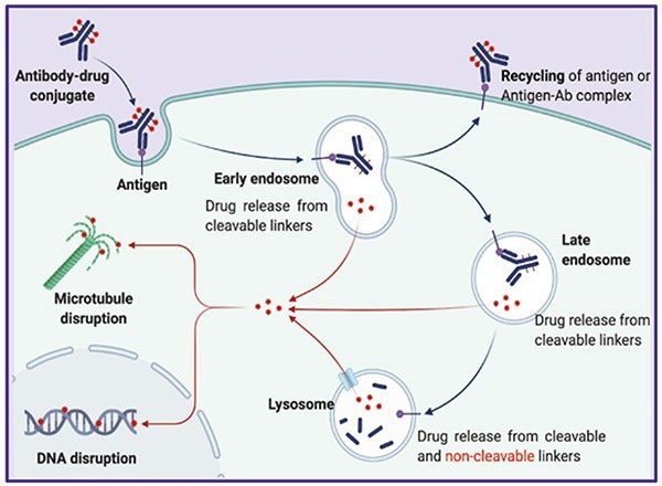The Classic Mechanism of Action of ADCs.