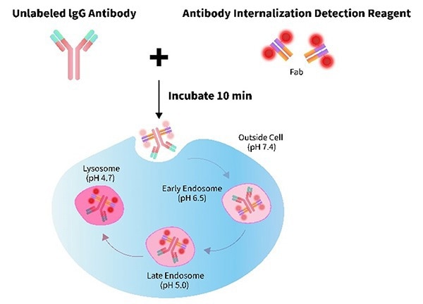 Unveiling ADC cellular internalization with pH-sensitive dye detection