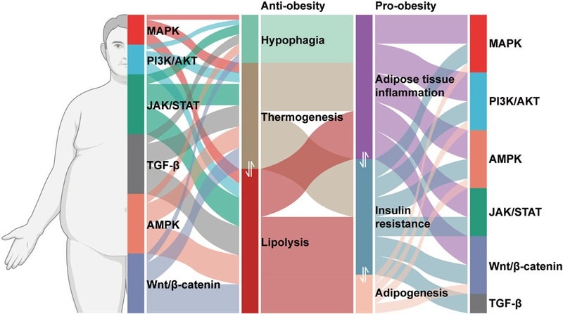 Signaling pathways involved in pro-obesity and anti-obesity mechanisms chart showing different hormones.