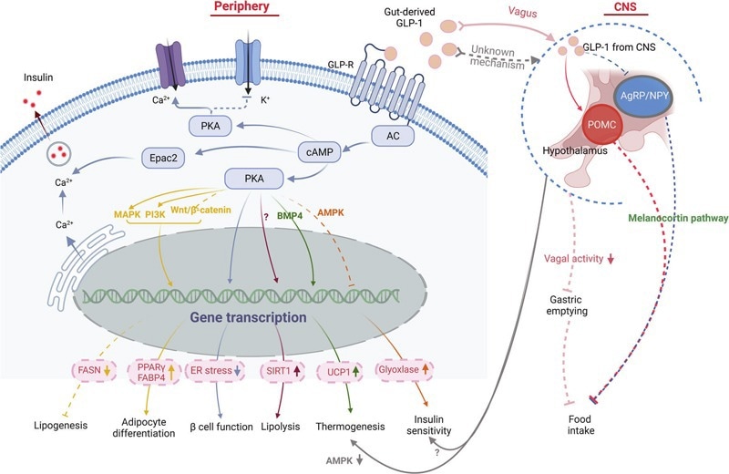 GLP-1 signaling pathway in obesity pathogenesis pathways.