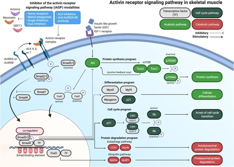 A map of the activin receptor signaling pathway as we currently know it in skeletal muscle.