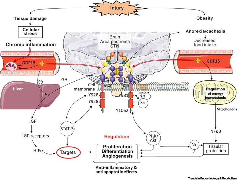 GDF15 as a signal in the organism.