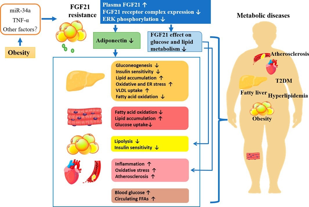 FGF21 resistance, the potential mechanism leading to metabolic diseases.