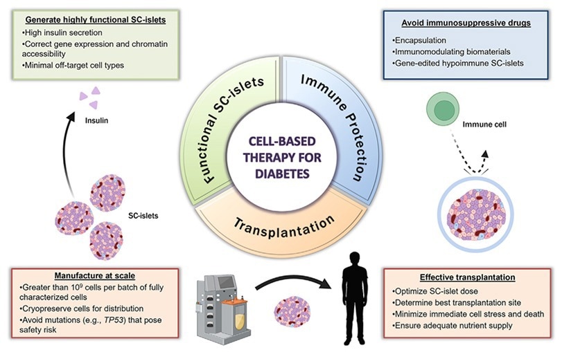 Key pillars of a successful SC-islet therapy for treating T1D illustration.