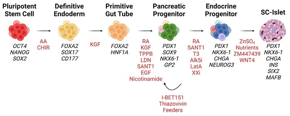 Manufacturing process for during the multistage differentiation of hPSCs to SC-islets