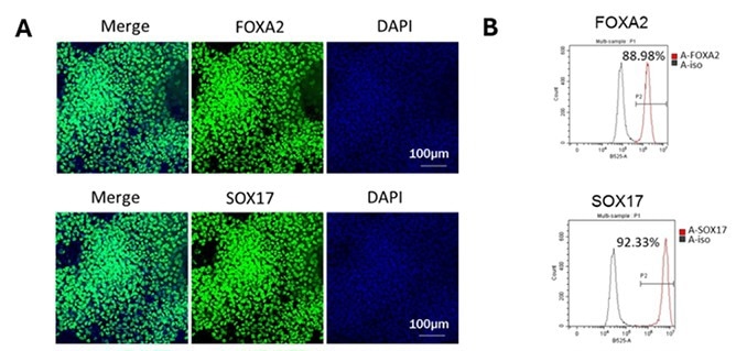 Step 1 – iPSC to DE Differentiation.