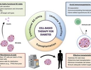 Enabling large-scale iPSC-derived islet differentiation with GMP activin A and KGF