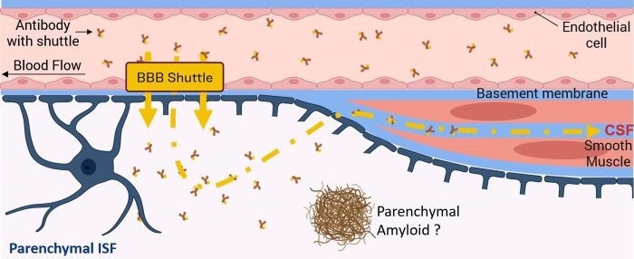 Schematic Diagram of Antibody Delivery to Brain Parenchyma via BBB Shuttle Technology