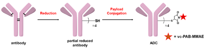 Complete ADC conjugation in just 3 hours: Speed without compromise