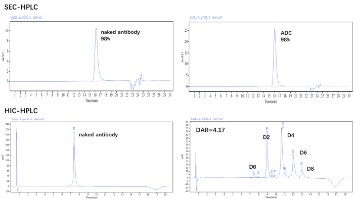 The ADC was prepared using the ADC Conjugation Kit (MMAE, DAR4) and analyzed by HIC and SEC-HPLC. The average drug-antibody ratio (DAR) is 4.0 ± 0.5, and the purity of the ADC is greater than 95 %