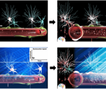 Whole brain network imaging using functional ultrasound (fUS)