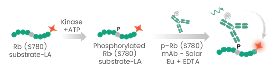 The principle of SwiftFluo® TR-FRET CDK activity detection