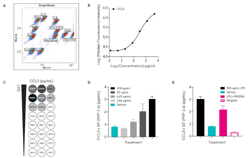 Pro-inflammatory Stimulation Induces Concentration-Dependent Release of Inflammatory Cytokines. A) Dot plot showing single beads and Forecyt® gating strategy for the custom murine Qbead panel designed to assess 11 inflammatory secreted proteins of interest. B) Standard curve from which CCL3 (MIP-1α) protein concentrations were derived. C) Heatmap for CCL3 concentration. D) CCL3 concentration in response to a concentration range of LPS or vehicle. E) CCL3 concentration in response to a single concentration of LPS (100 ng/mL) in the presence of direct Akt inhibitor MK2206 (5 μM). Data presented as mean + SEM at 4 hours post-stimulation, n = 3 replicates