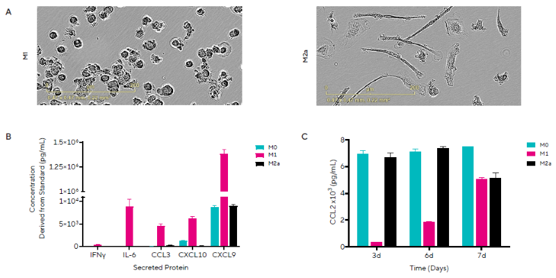 M1 Macrophage Polarization Induces Inflammatory Secreted Protein Release. Representative images on Day 7 of macrophage morphology following polarization to an M1 or M2a phenotype. B) Concentrations of 5 out of the 7 secreted proteins shown for each macrophage phenotype on Day 7. C) Temporal profile of CCL2 (MCP-1) concentrations for each macrophage phenotype. Data presented as mean + SEM, n = 3 replicates