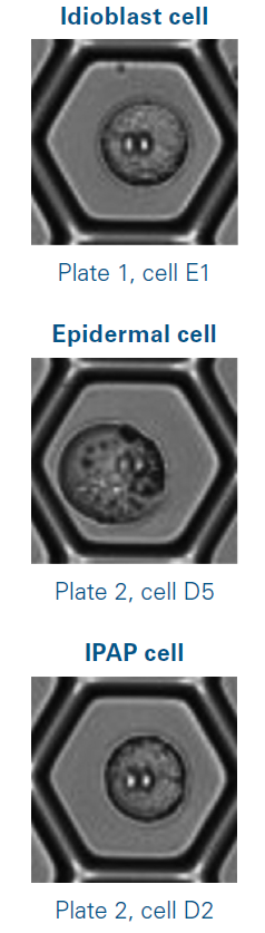 Photos of isolated cells used for the analysis, in which secologanin (epidermal cell) and vindoline (idioblast cell) were detected. E1, D5, and D2 refer to well positions on a multi-well plate