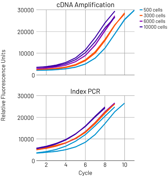AutoNorm optimizes both cDNA amplification and index PCR reactions, ensuring data quality while eliminating the need to batch samples by cell capture number