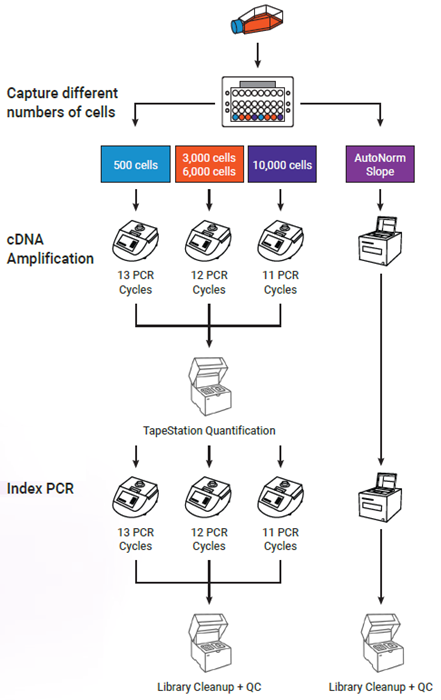 Experimental design showing critical workflow differences. Following cell capture and cDNA generation, samples going through the standard workflow (left side) were run across 3 different PCR runs, in accordance with the standard PCR cycling conditions. Following cDNA amplification each sample was quantified in order to determine the appropriate number of cycles for index PCR and amplified accordingly. During iconPCR (right side), all 8 samples were run together on a single icon96 instrument using the slope method of AutoNorm. Following cDNA amplification, samples were again run together using the slope method of AutoNorm for index PCR. Following cleanup and QC all libraries were pooled for sequencing