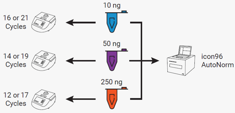 Experimental design illustrating sample distribution across workflows. On the left, samples were split by input amount and subjected to either the recommended number of cycles or the recommended cycles plus five. On the right, all samples were processed together in a single run using AutoNorm on icon96